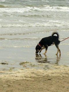 Kein dänischer Durstlöscher