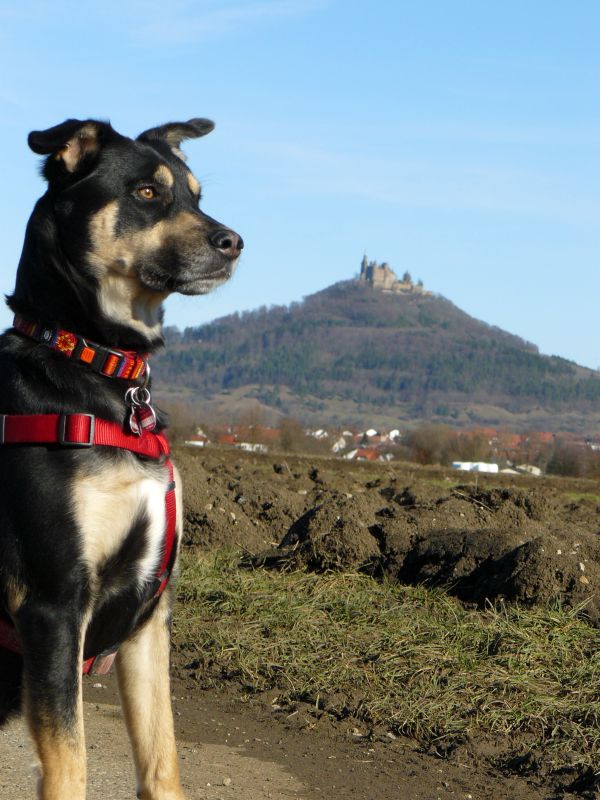 110206_LudwigVonHohenzollern