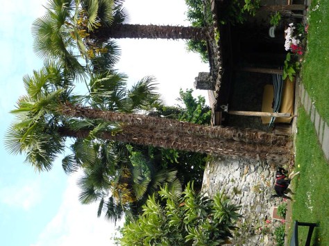 Cannobio_PalmenbildMitHund