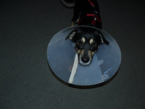 GC110420_WaitingForTheDoener Kein Symbolbild: HuHu (Hungriger Hund)