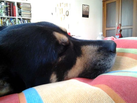 Hunde müde Hunde müde