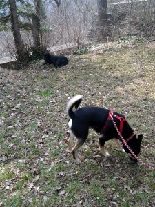 Mira mach Platz!, Luis macht Unfug! Mira mach Platz!, Luis macht Unfug!