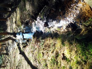 Jeder fängt mal klein an... Auch die Nagold.