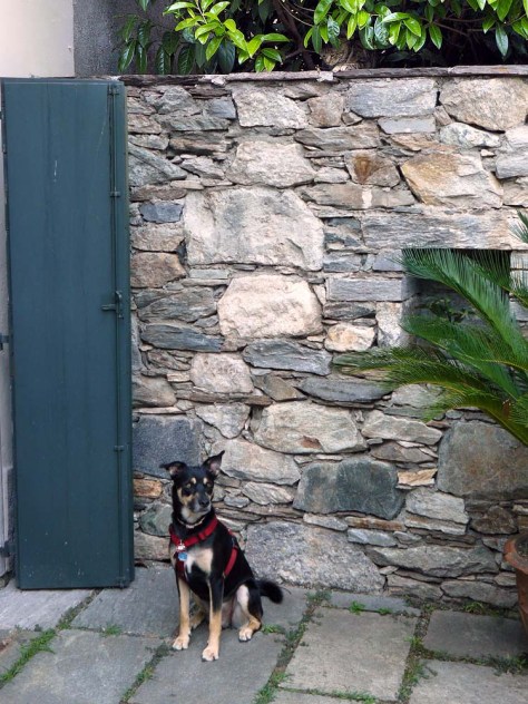 Suchbild: In diesem Foto sind zwei Vierbeiner versteckt Suchbild: In diesem Foto sind zwei Vierbeiner versteckt