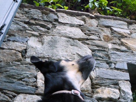 ... bis auch er den Beobachter entdeckt. ... bis auch er den Beobachter entdeckt.