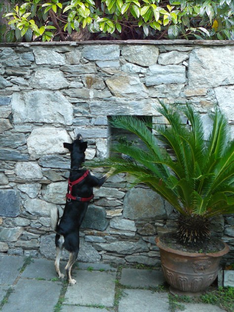 Freude herrscht -- und Luis will nur spielen... Freude herrscht -- und Luis will nur spielen...