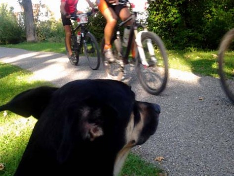 Trans Zollernluis - Kurz vor dem Ziel