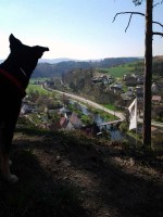Neckarblick mit Hund (2013)