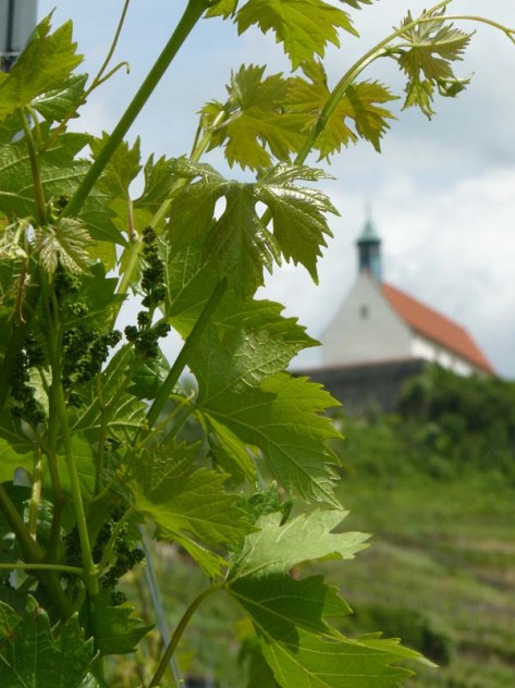 Kapellen(wein)berg
