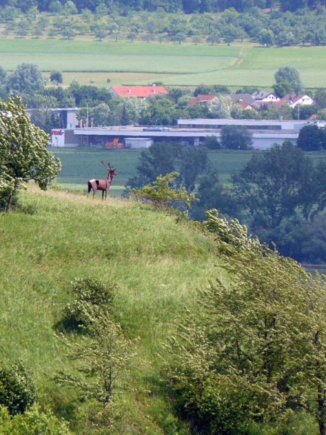 Hirsch-Schau nach Hirschau