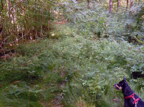 Irrweg über Hirschau