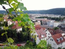 Reben und Daimler...