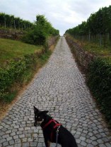 Schwäbisch-korrekt gesäuberte Weinbergwege