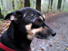 Inspiriert von der nahen Burg Guttenberg: Luis' Wet(gel)-Frisur Luis' Frisur inspiriert?