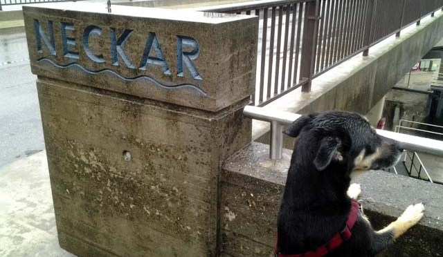 Neckarweg XVI / Neckarsteig I: Bad Wimpfen — Gundelsheim