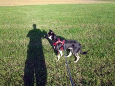 Feld, Hund und Schatten