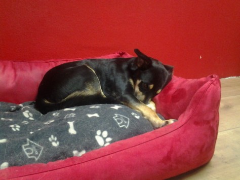 Abb.: Philuisoph Ludwig Vonderalb wenige Sekunden vor Entdeckung der Weltformel