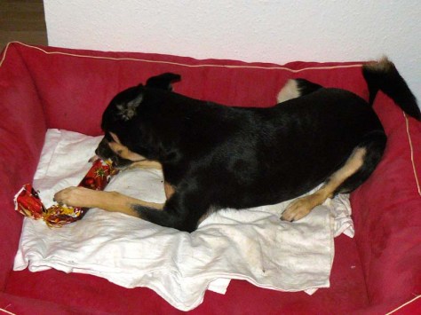 Bescherung für Luis