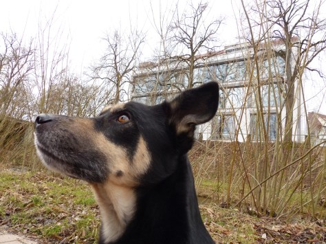 Top floor: Two large suites with roof deck 3rd floor (for US): Medium suite on the left 2nd floor (UK): Same as 3rd floor (US) Foreground: Medium motivated dog