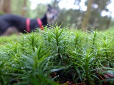 Ein sich wundernder Hund