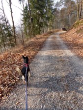 Der Neckarwanderhighway hat uns wieder