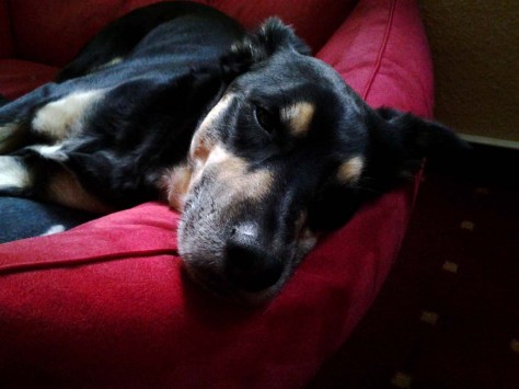 By the end of the day... the dog snores away...