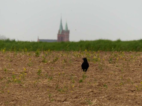Ladenburg winkt vom Horizont