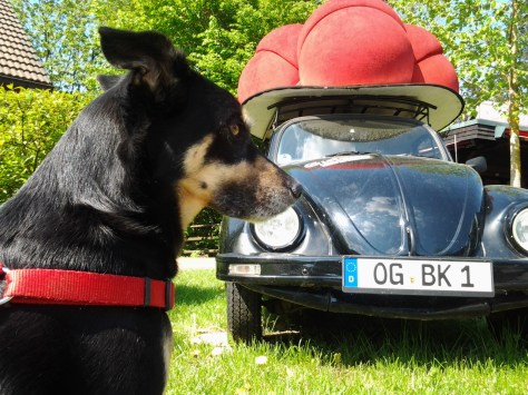 Luis im Schwarzwald (Symbolbild)