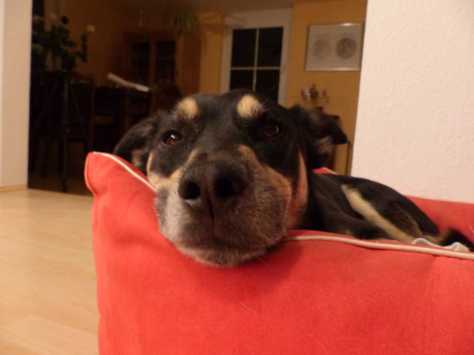 Selbstzufriedene Arroganz: Und Luis hatte doch Recht!