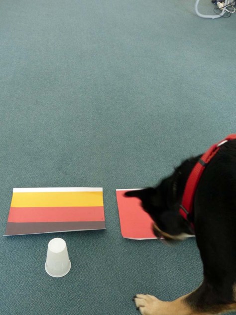 Eindeutiger Sieg für Portugal!