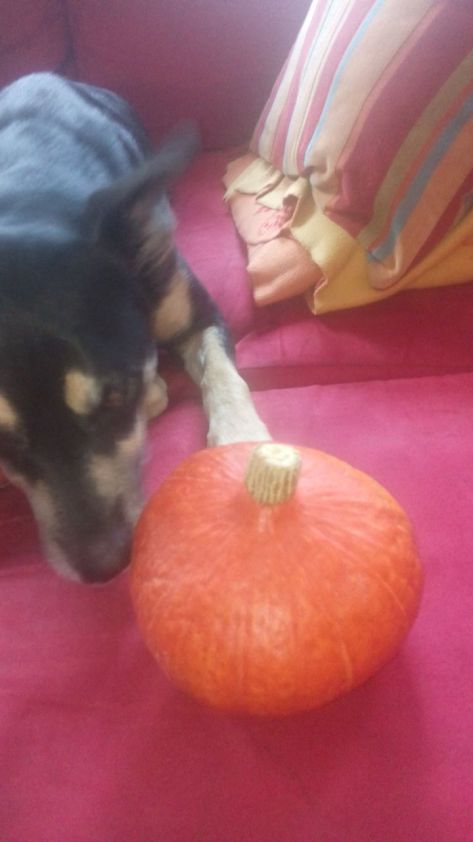 wp-1411235168443 image