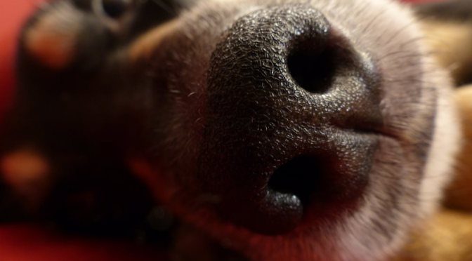 Mitraten: Wohin führt das Extrem-Gassi-Projekt 2015?