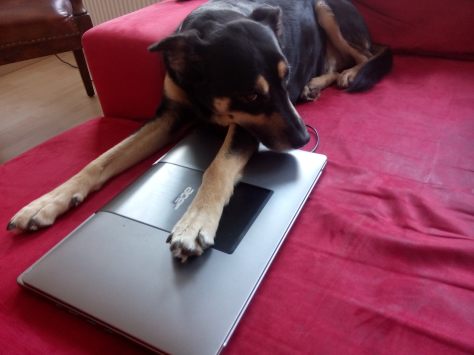 IMG_20150313_140507.jpg image