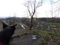 Neckarblick mit Hund (2015)