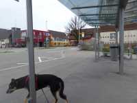 ZOB Dornhan: Herrchen sitzt (endlich), Luis nicht.