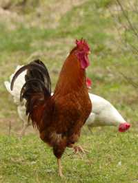 BhL03-15_Dornhan-Heimbach-Hahn