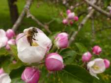 Kinzigtaler Kirschblüte