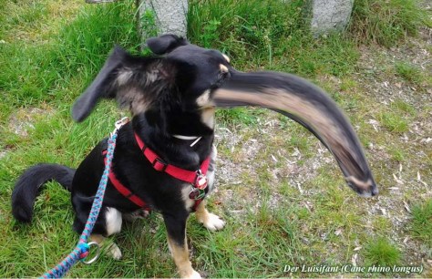Der sagenumwobene Luisifant (Cane rhino longus), erstmalig nachgewiesen und dokumentiert.