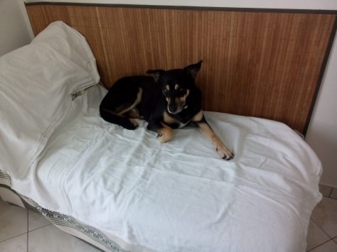 IMG_20150524_125619.jpg image