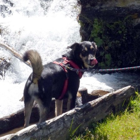 Mogno-Hund-Brunnen