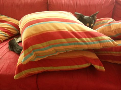 IMG_20150613_151418.jpg image