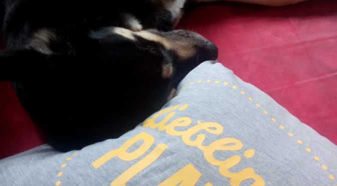 Pillow for Perro (oder: Luis‘ Place to be)