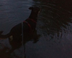 Nächtliches Fuß- bzw. Pfotenbad