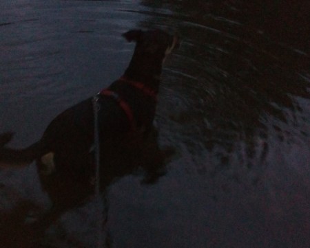 Nächtliches Fuß- bzw. Pfotenbad