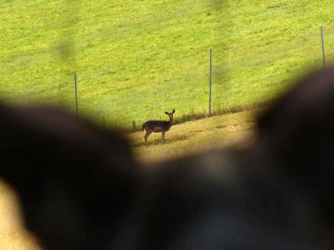 Attraktion für Luis