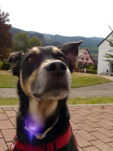 Rast in Gutach. Knapp seitlich der Kamera: Leckeres Rosinenbrötchen