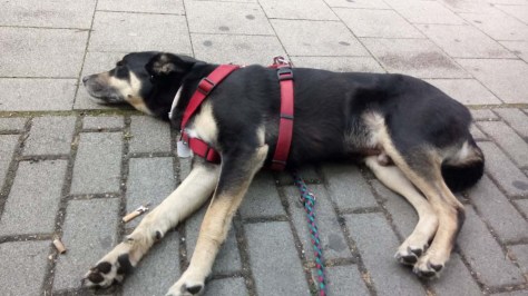 Erschöpfter Luis wartet 