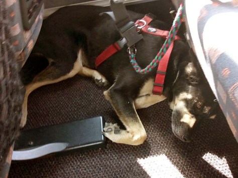 Erschöpfter Luis fährt Bus 