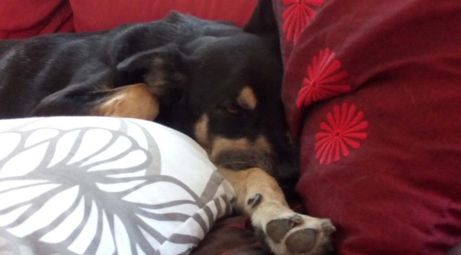 Wie hund sich bettet, so liegt hund