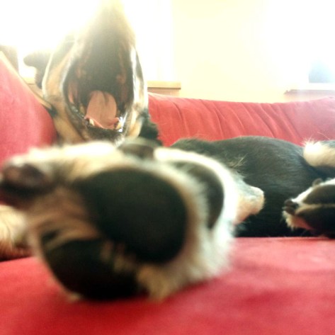 Mon Chien beendet die Sommerpause